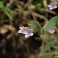 Lepidagathis fasciculata (Retz.) Nees